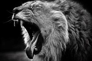 download free Black and White Animal Wallpaper 2560x2048 photos