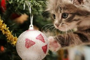 Christmas Cat Wallpaper 2560x1600 for iPad Pro