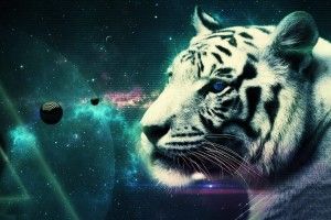 free download Cool Tiger Backgrounds 2560x1440 for xiaomi
