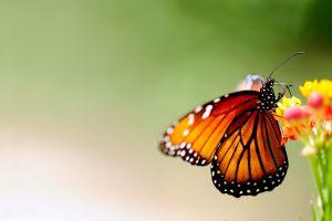 butterflies wallpaper 1920x1200 for computer