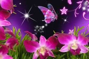 new Beautiful Butterfly Wallpaper 2880x1800 screen