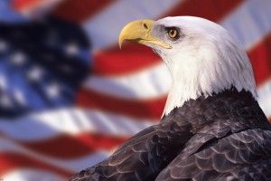 widescreen American Bald Eagle Wallpaper 1920x1080 for retina