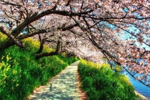 Spring Nature Wallpaper 2560x1440 notebook