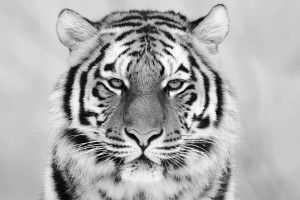 most popular Baby White Tiger Wallpaper 1920x1080 for phone