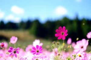 gorgerous Desktop Wallpaper Flowers 1920x1200