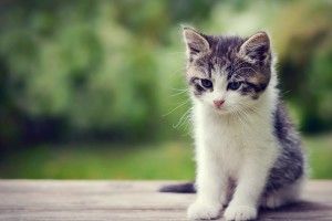 Cute Kitty Backgrounds 1920x1200 ipad retina