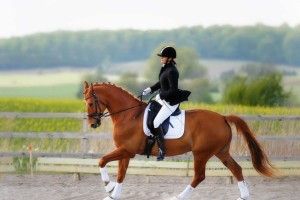 Equestrian Wallpaper 1920x1080 htc