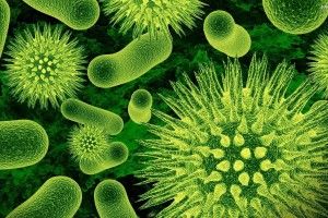free download Bacteria Wallpaper 2304x1440