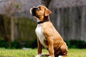 vertical Boxer Dog Wallpaper 1920x1143 1080p