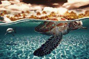 download turtle wallpaper 2560x1600