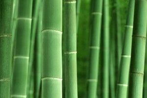 Bamboo Desktop Wallpaper 1920x1200 for desktop