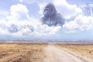 Harambe Wallpapers 2048x1152 for windows