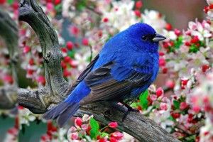 Birds Desktop Wallpaper 1920x1080 for phones