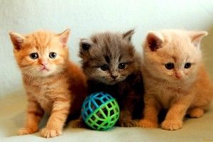 widescreen Kitty Cat Wallpaper 1920x1200