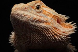 cool Bearded Dragon Wallpaper 1920x1080