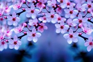 vertical Cherry Blossoms Wallpaper 3000x1805
