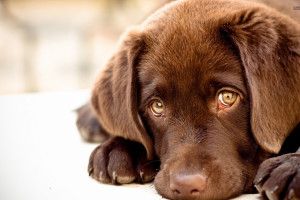 gorgerous Chocolate Lab Wallpaper 1920x1200 for tablet