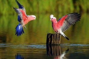 popular Parrot Wallpaper 1920x1200 image