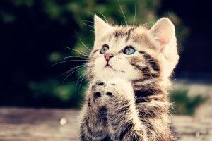 Cute Kitty Wallpaper 1920x1080 for android 4.0