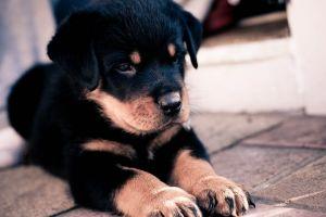 gorgerous dog backgrounds 1920x1080 for desktop