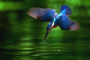 free download Kingfisher Wallpapers 1920x1200