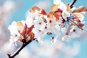 popular Pretty Wallpapers HD 1920x1200 computer