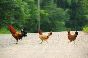 beautiful Chicken Wallpapers 1920x1200 for tablet