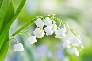popular spring flowers wallpaper 1920x1080 windows