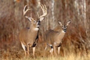 Whitetail Deer Wallpaper 1920x1080 pictures