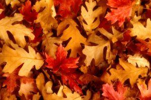 large autumn leaves background 1920x1200 for 4K monitor