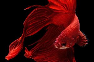 vertical Red Fish Wallpaper 1080x1920