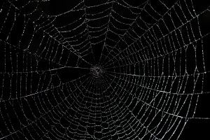 Spider Web Background 3200x2129 Mobile