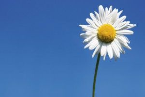 Daisy Wallpaper Background 1920x1080 for 4K