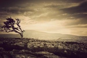 Sepia Wallpapers 2560x1600 for phone