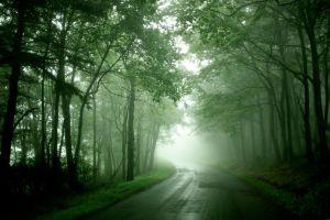 large trees background 2560x1600