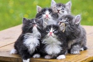 Pagalworld Funny Wallpaper 1920x1200 for android tablet