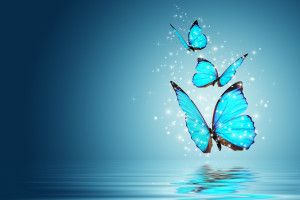 Butterfly Wallpaper Desktop 2880x1800 PC