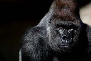 cool Gorilla Wallpaper 1920x1280 lockscreen