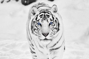 free download White Siberian Tiger Wallpaper 1920x1080