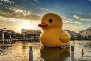 Rubber Ducky Wallpaper 1920x1080 Full HD
