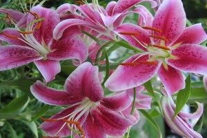 download free Stargazer Lily Wallpaper 2560x1600 for windows