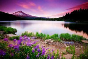 download free spring desktop wallpaper 1920x1200 download