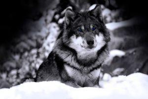 best wolf background 3280x2050 for Full HD