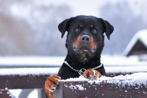 Rotweiler Wallpaper 1920x1080 samsung