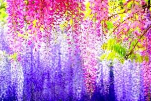 Pretty Backgrounds for Desktop 1920x1080 windows 7