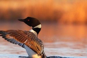 free download Loon Wallpaper 1920x1080 for iphone