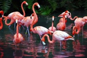 top Flamingo Wallpaper 1920x1285 4K