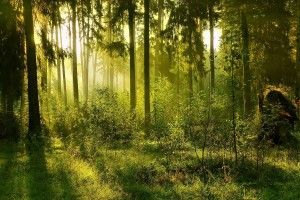 Forest Background Pictures 1920x1200 windows
