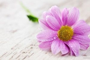 Single Flower Wallpaper 2560x1600 HD for mobile