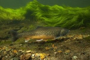 widescreen Trout Wallpaper 2048x1230 smartphone